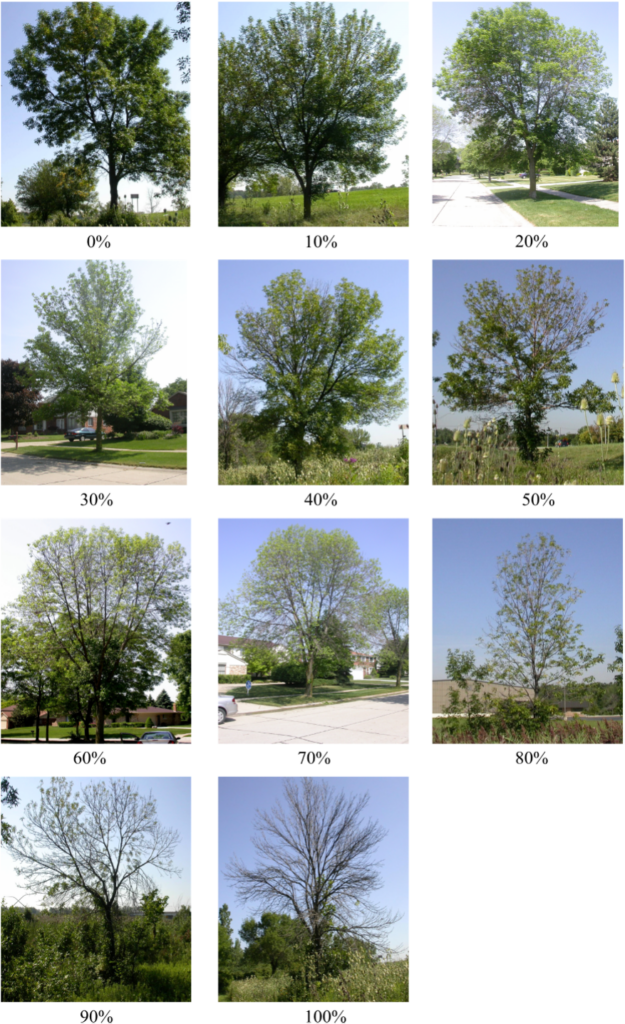 Progression of Ash Tree Infected With Emerald Ash Borer.