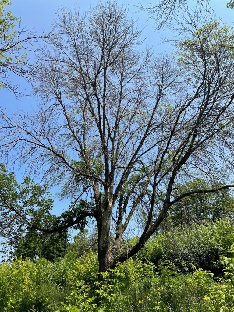 Ash Tree With Dieback From Emerald Ash Borer.