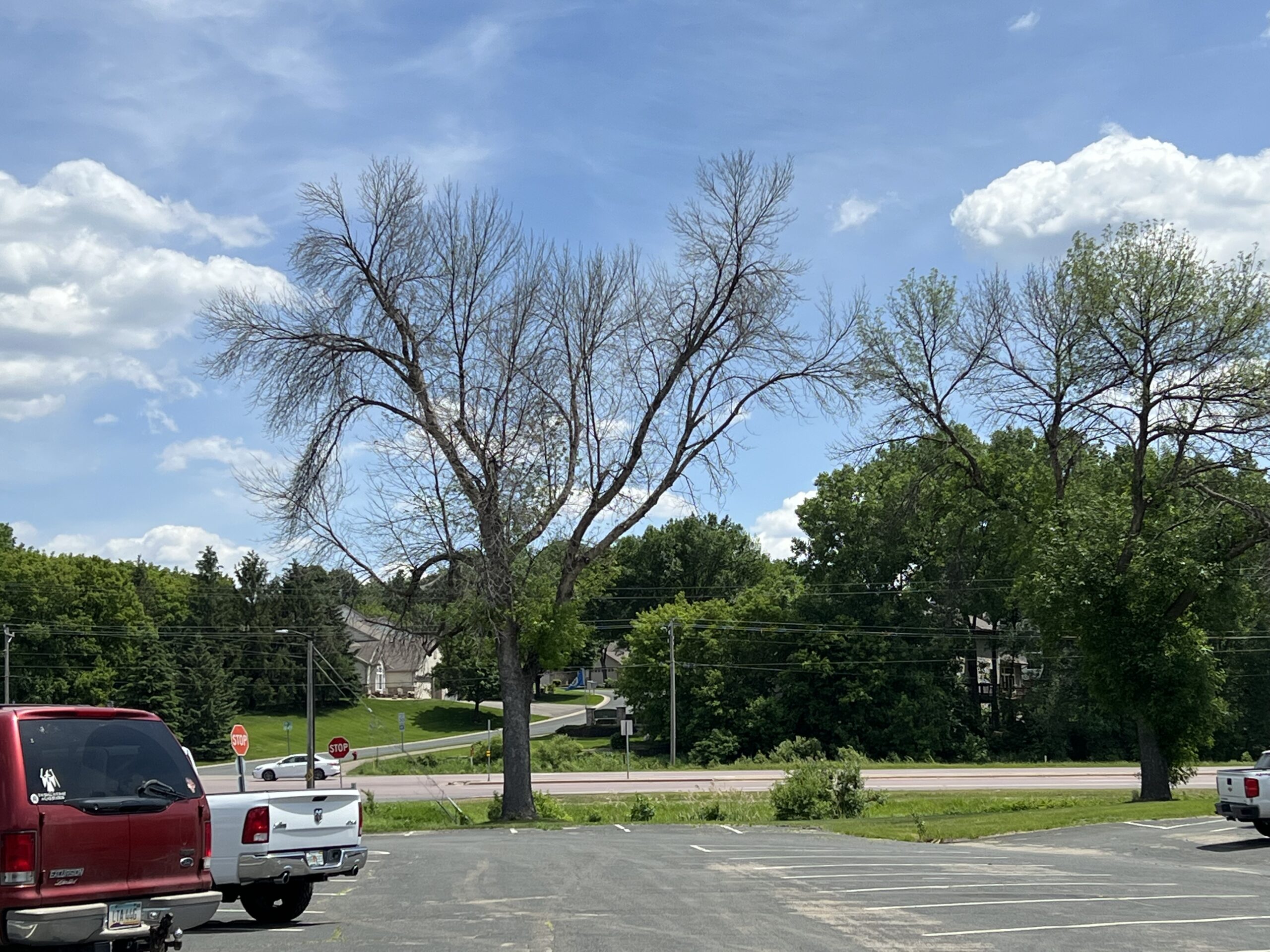 Dead Ash Tree Eaten by Emerald Ash Borer.