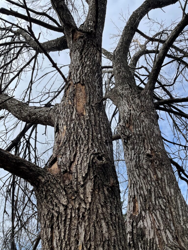 Dead Ash Tree With Loose Bark.