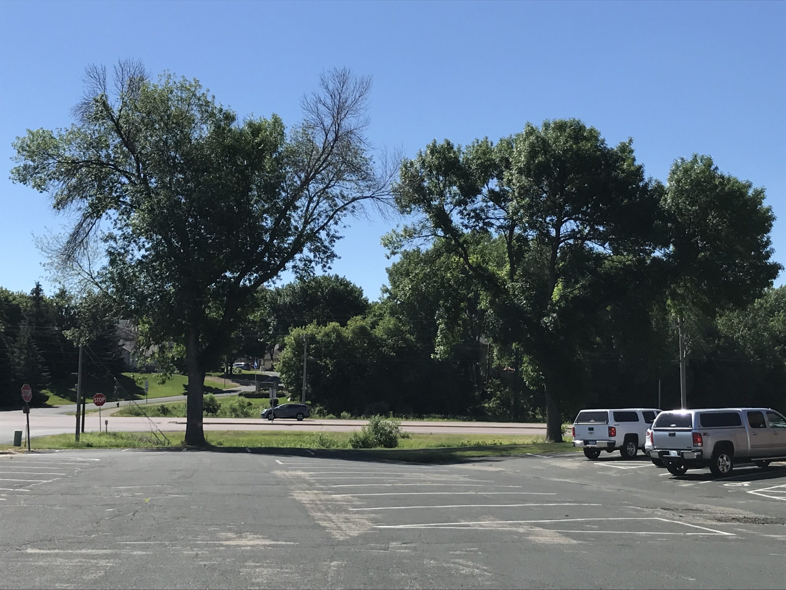 Living Healthy Ash Tree.