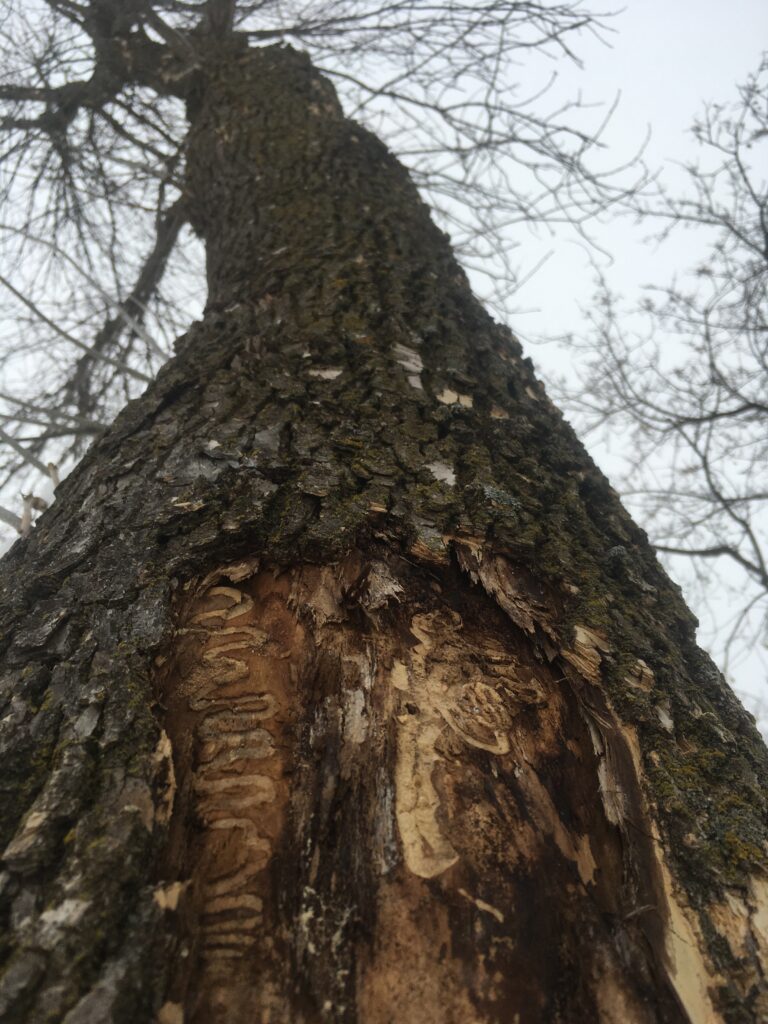 Ash Tree With Emerald Ash Borer.